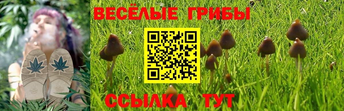 Псилоцибиновые грибы Cubensis Спасск-Дальний